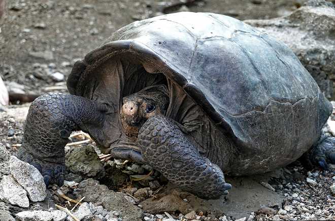Tortoise feared extinct found on remote Galapagos island