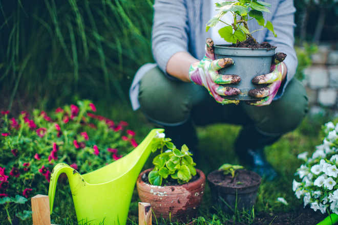Singing, gardening in middle age may lower dementia risk