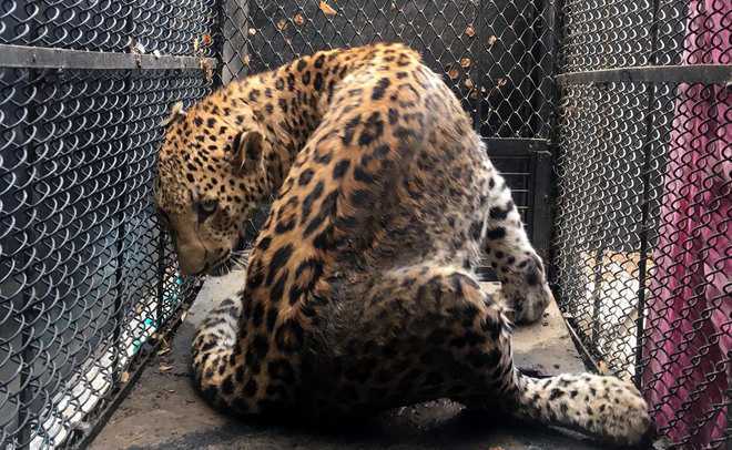 Leopard on prowl in human habitat in TN captured
