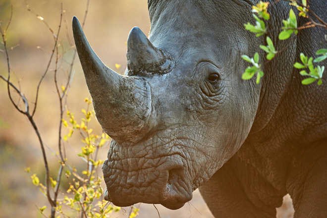 Rhino found dead in UP''s Dudhwa Tiger Reserve