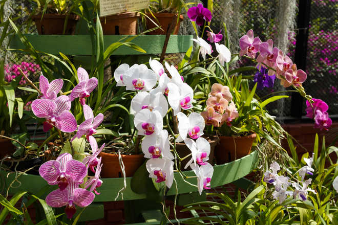 A date with awesome orchids