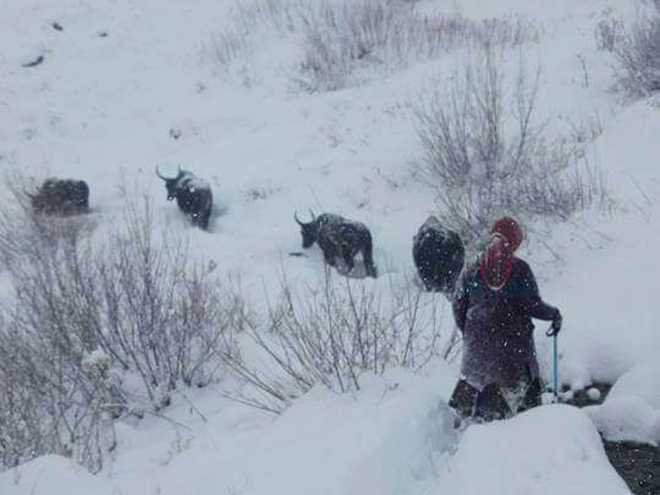Two women walk 20 km in snow to deliver question papers in Lahaul