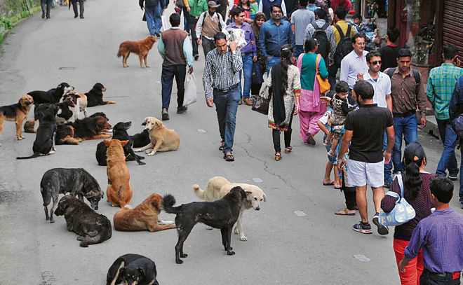 Kurukshetra confronts stray dog menace