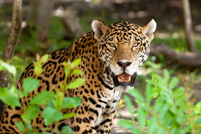 Jaguar claws Arizona woman who climbed zoo barrier to take a selfie ...