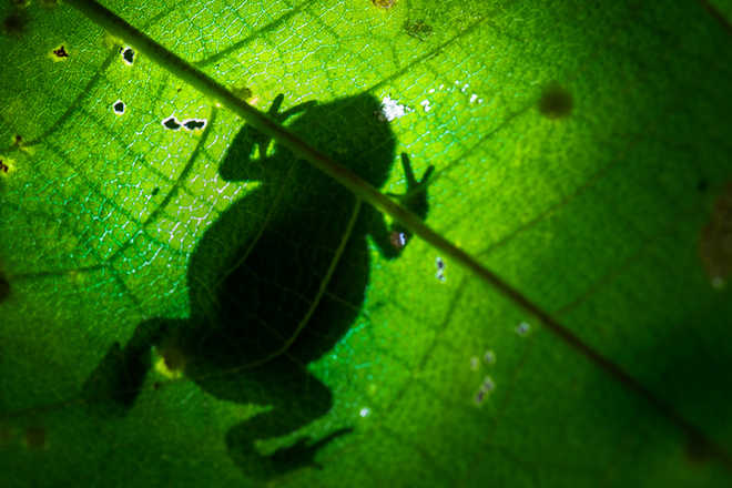 New species of ‘starry dwarf frog’ found in Western Ghats