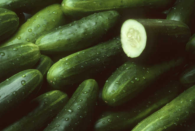 A taste for stolen cucumbers!