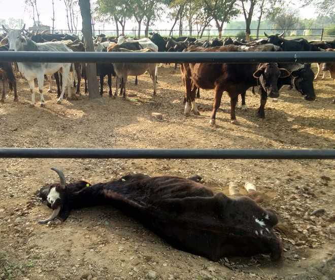 Cattle deaths a shocker