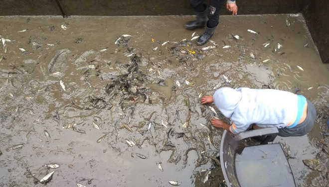 Muck dumping kills trout fish in Manali