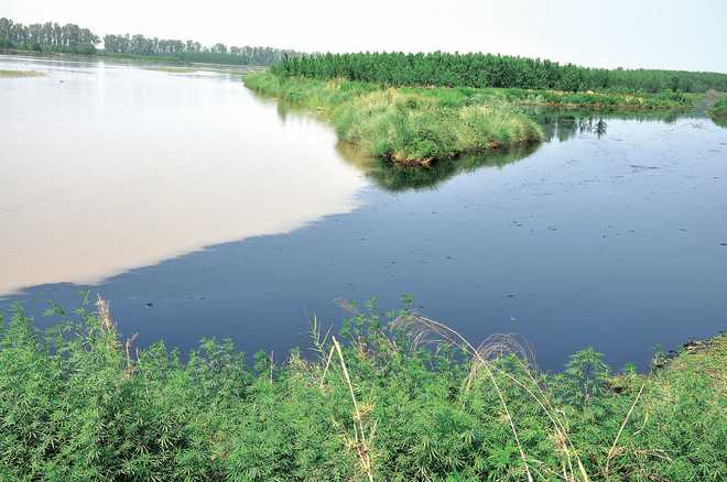 No action so far, but river action plan pivotal in countering pollution