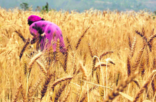 State set for bumper wheat harvest