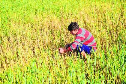 Farm university forms team to monitor spread of yellow rust
