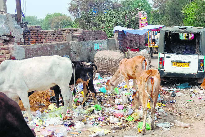 Rewari’s Swachhata rank drops, lack of waste disposal to blame