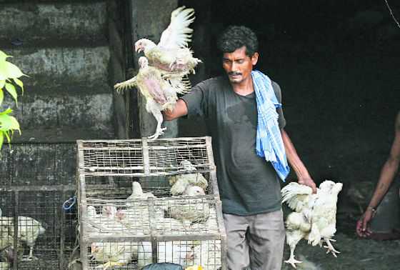 Political apathy worsening woes of caged poultry