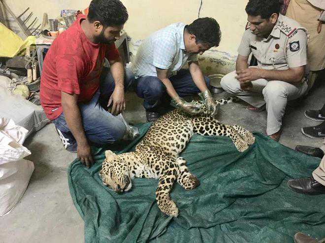 Leopard rescued from Una village - The Tribune