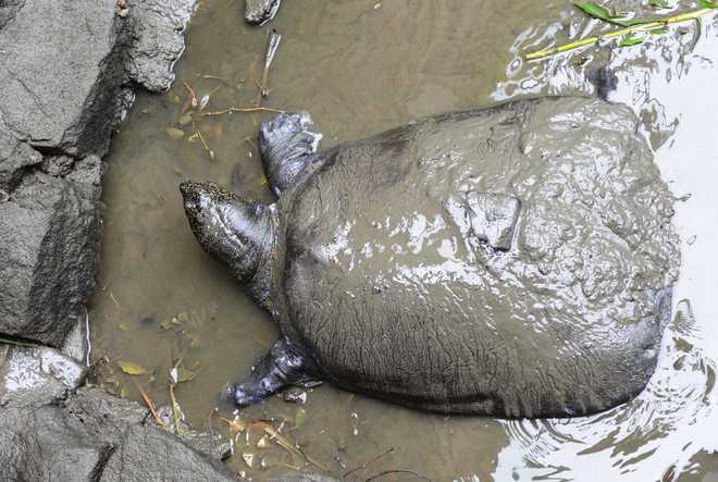 Death in China zoo puts rarest turtle on cusp of oblivion