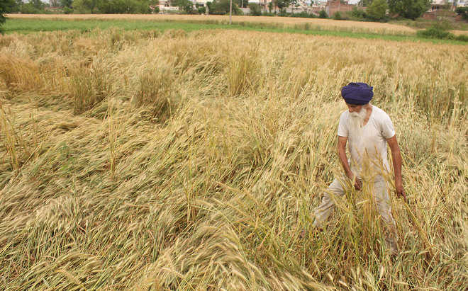 Farmers too suffer crop losses : The Tribune India