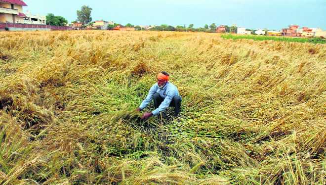 Wheat crop flattened, Capt orders girdawari
