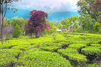 These tea estates are ‘not for sale’