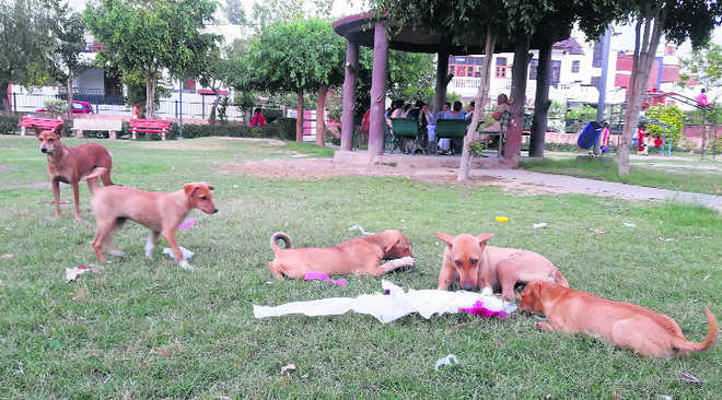 Menacing threat of stray dogs in Panipat