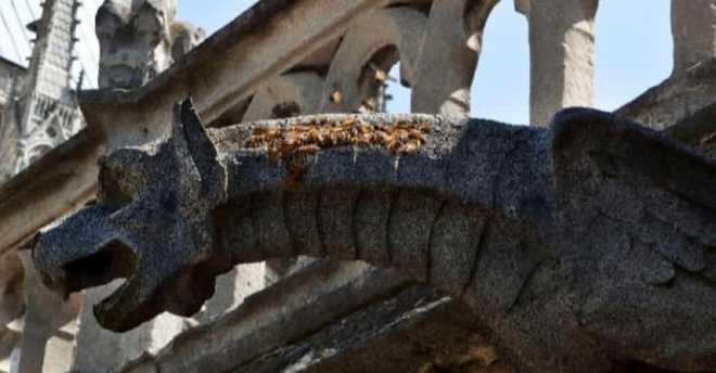 Bees living on Norte Dame’s roof survive blaze