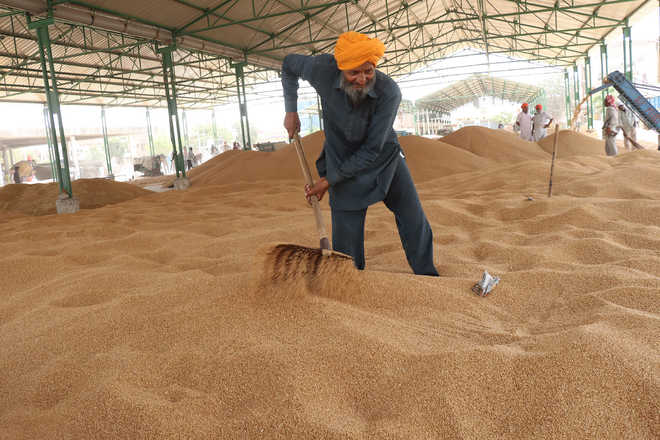 Capt seeks relaxation in wheat norms; Harsimrat alleges rigging in procurement