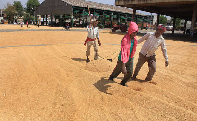 Agencies to DC: Can’t procure wheat due to its moisture content