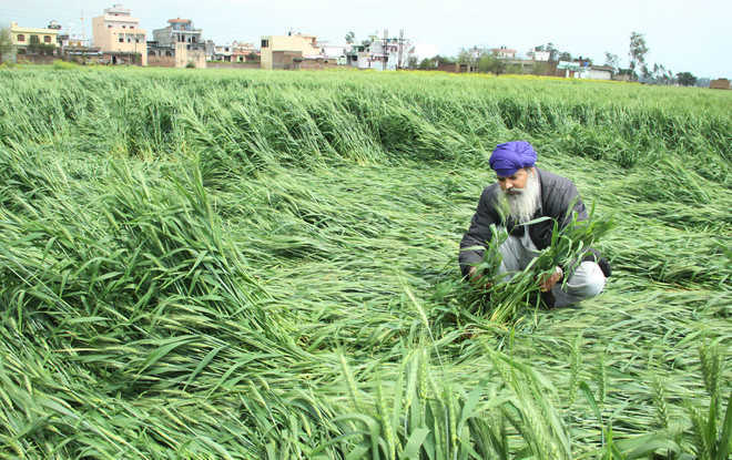 Centre accepts Capt Amarinder’s request to relax wheat norms