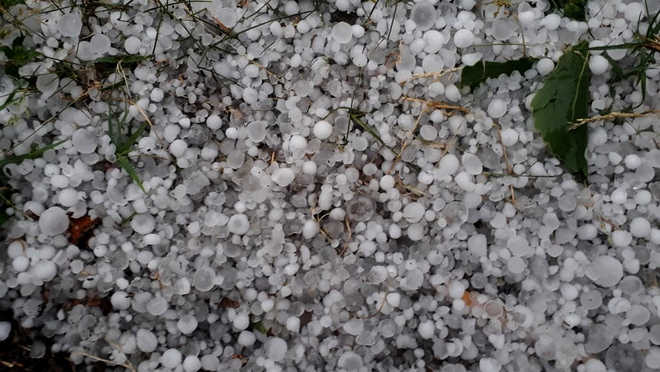 Hailstorm, rain damage orchards in Baramulla district