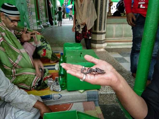 A dargah in UP where scorpions don’t sting!