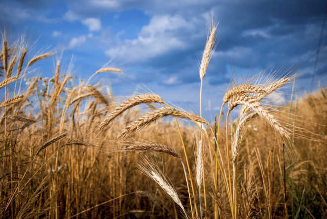 $5bn ozone-related wheat loss: Study