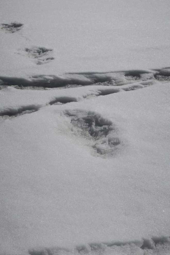 Indian Army's mountaineering expedition team spots âYetiâ footprints in Himalayas