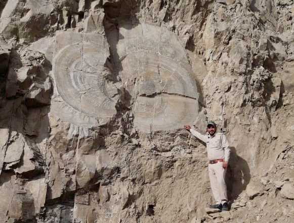 Over 67 million-year-old tree fossil found in Shimla district