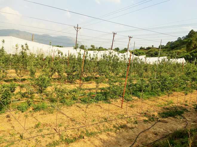 High-density plantation — Future of apple cultivation