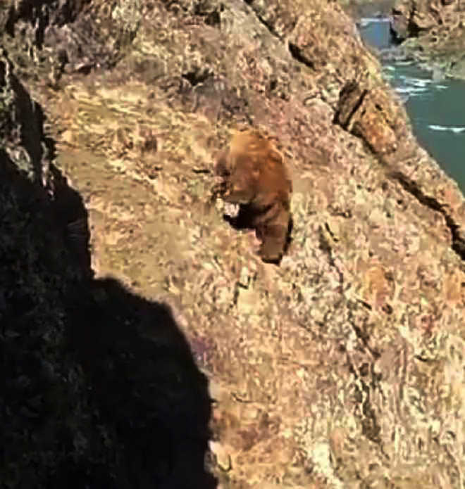 Bear pelted with stones in Drass, tumbles into stream