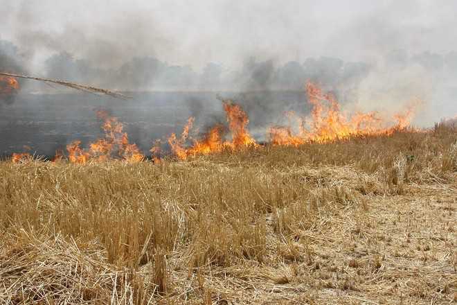 3 farm animals burnt alive, two booked : The Tribune India