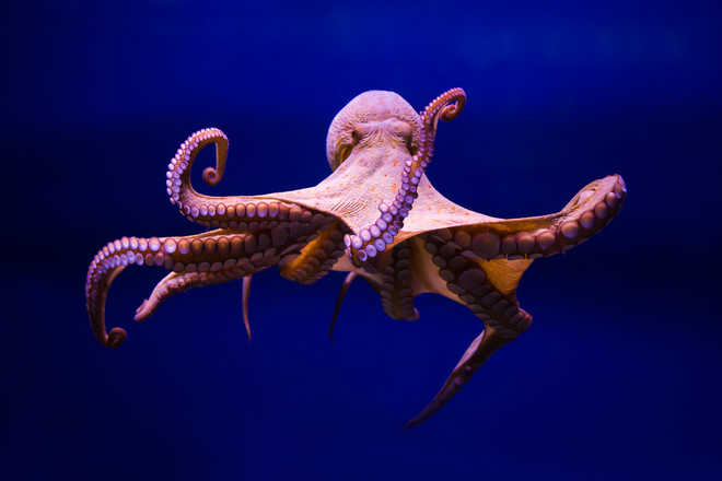 Octopus farming ''unethical, environmentally dangerous''