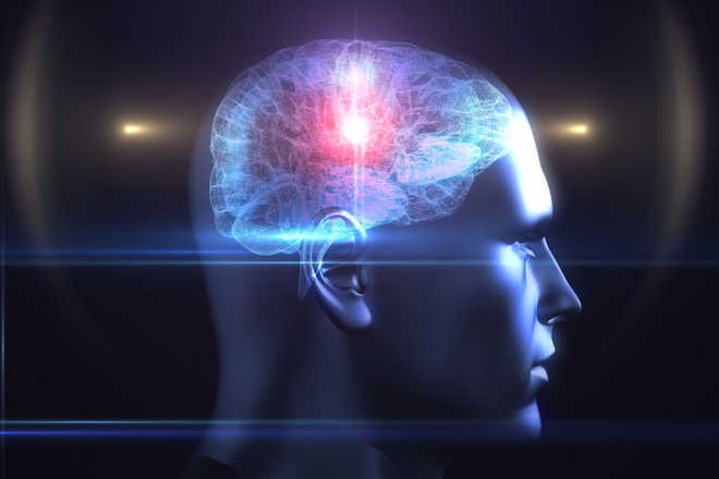 Bigger brain may not make you smarter