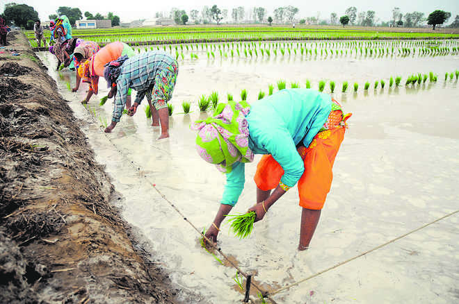 Women panel seeks report on sexual abuse of farmhands