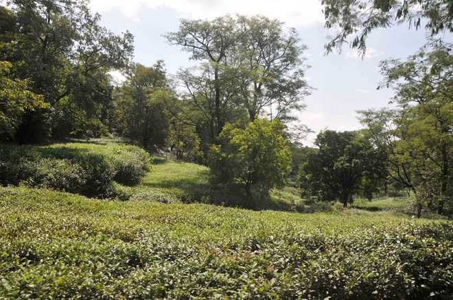 Focus again on tea garden land sale, govt seeks legal opinion