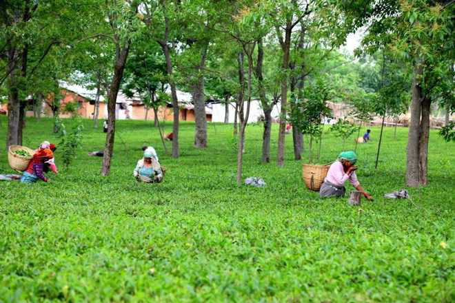 Bumper tea crop, but Kangra growers unhappy