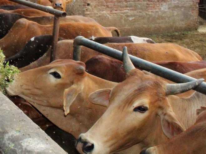 Man held for raping cows at ashram in Ayodhya