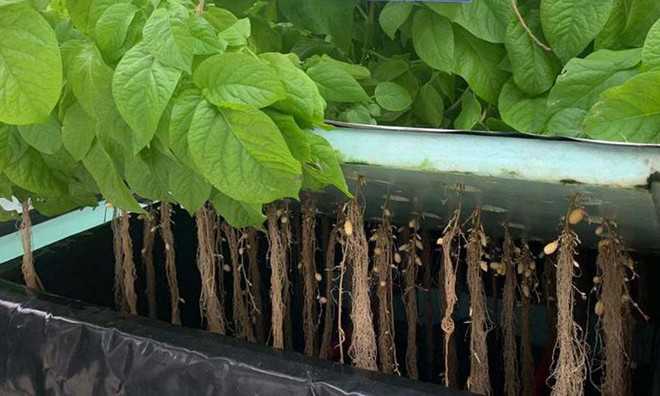 Karnal research centre to grow potato without soil