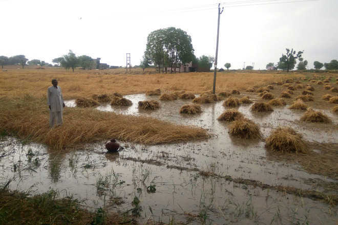 Maharashtra govt plumps for artificial rain to combat drought
