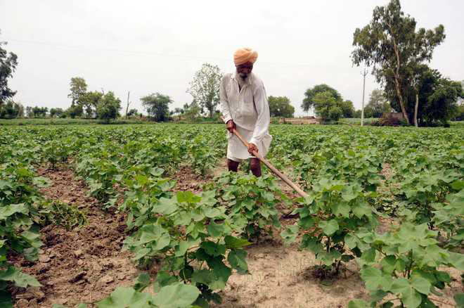 Agriculture Dept for increasing cotton crop area in Malwa region