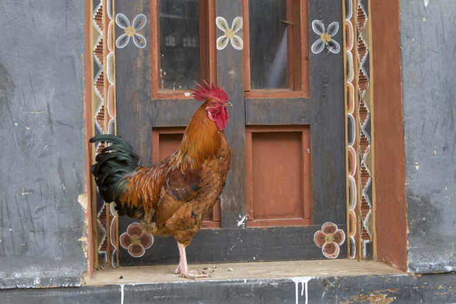 Rooster’s crowing drives woman to police in Maharashtra