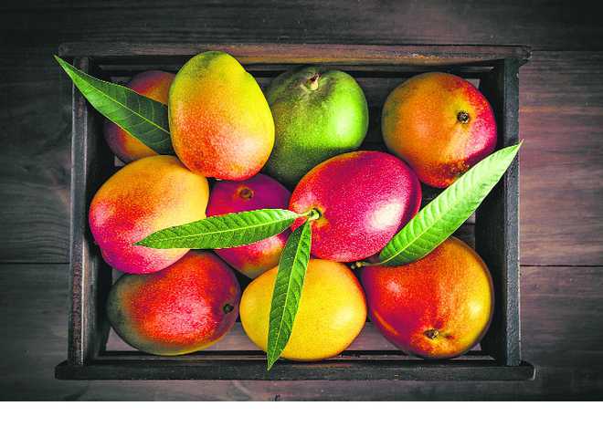 Mangoes — from food to culture