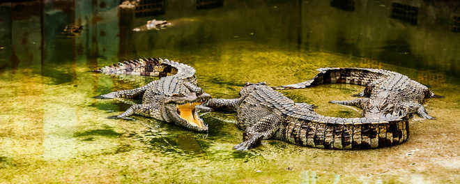 Crocodile kills 47-year-old man in Odisha