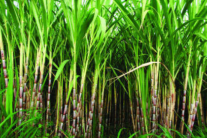 Sugarcane crop chopped for cattle feed as fodder runs out in drought-hit Maharashtra