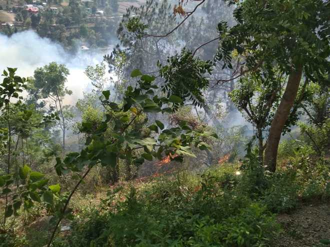 Soaring temperature triggers forest fires in Solan district - The Tribune