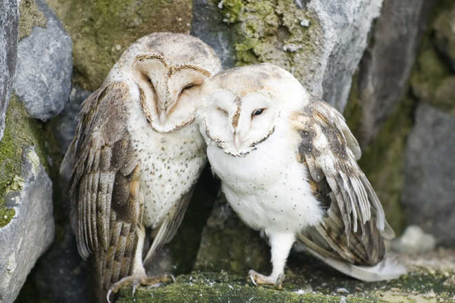 Wise and serene, owl power swoops into animal therapy in England